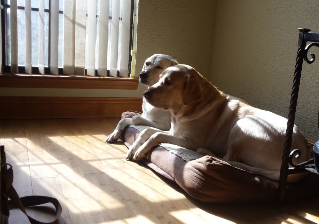 two yellow labs laying on a dog bed, one watching alertly and the other one with half closed relaxed eyes.