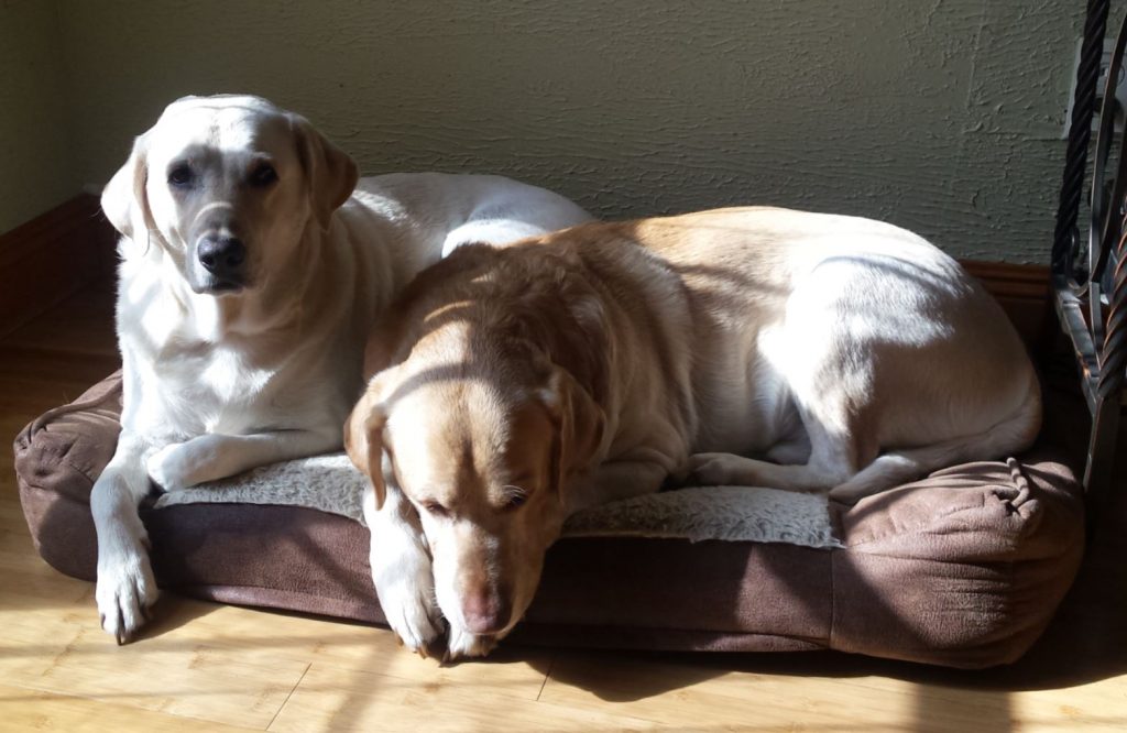 two labs on a bed with one alert and the other's head down resting.
