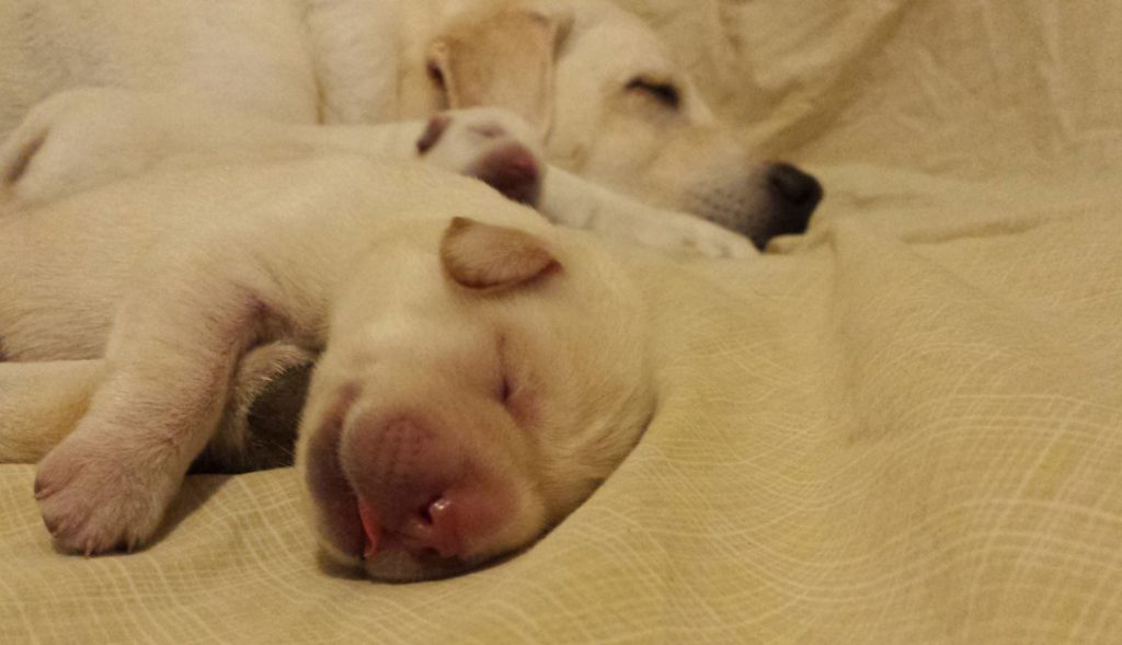 yellow lab puppy sleeping near it's mother